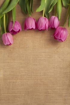 Detailed shot of pink tulip flowers arranged on brown surface.