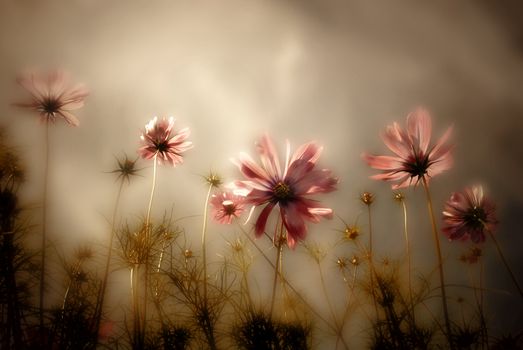 wildflowers card in autumnal background