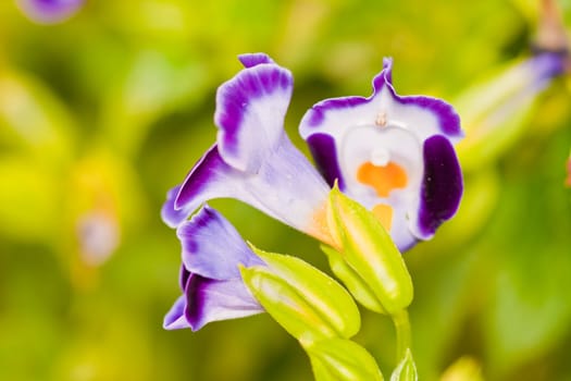 tropical flower