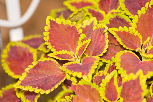 Detail of a stinging nettle plant