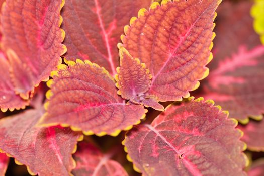 Detail of a stinging nettle plant