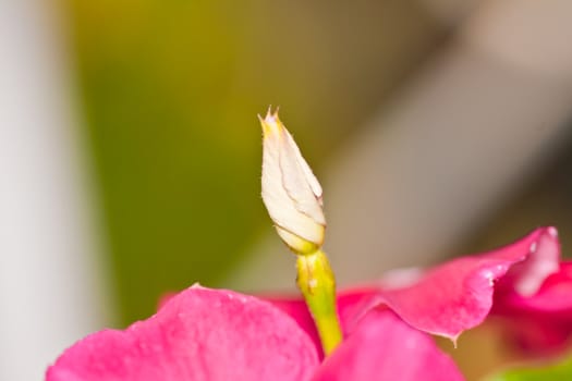 tropical flower