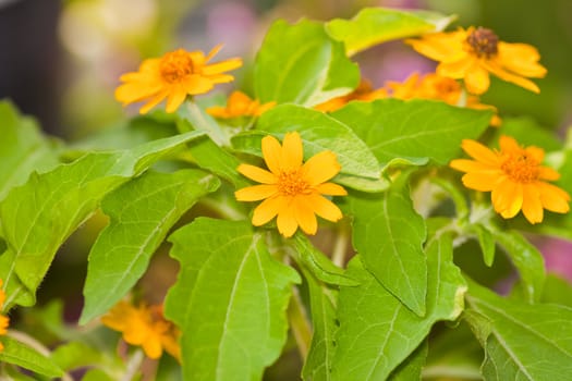 tropical flower