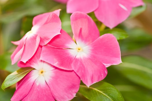 periwinkle flower