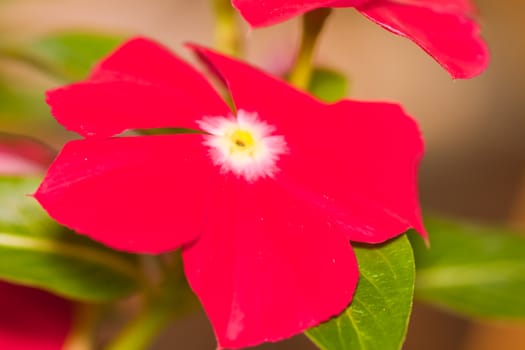 periwinkle flower