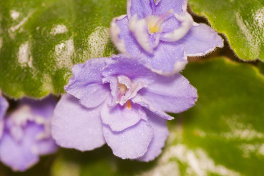 Detail of a stinging nettle plant