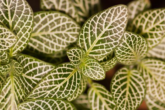 Detail of a stinging nettle plant
