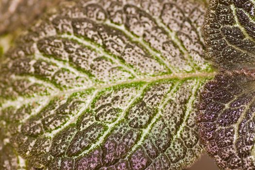 Detail of a stinging nettle plant