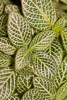 Detail of a stinging nettle plant