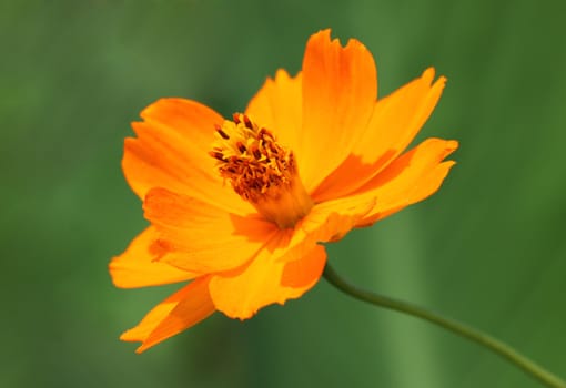 close up of marigold flower over green