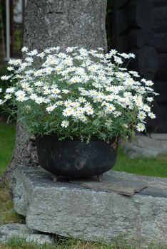 White flowers