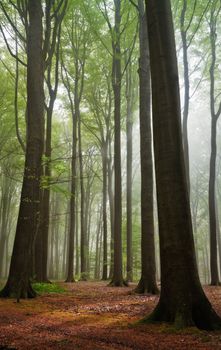 scenic view on summer forest in a misty moring