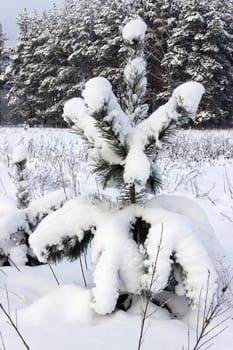 Young pine tree under the weight of snow. January