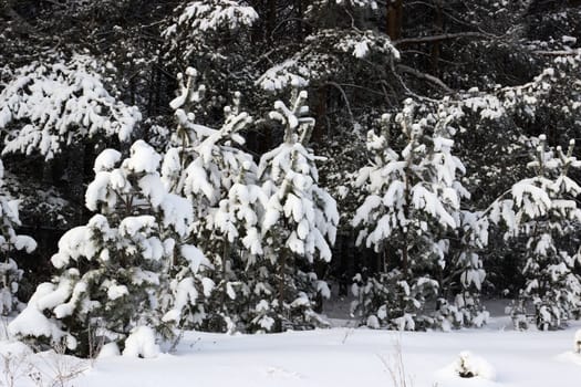 Young pine trees covered with snow in January