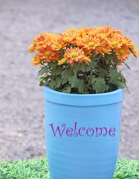 Chrysanthemum flowers in the flowerpot