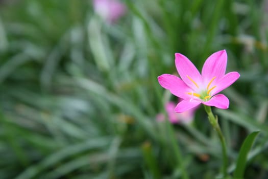 Rain Lily (Fairy Lily, Zephyranthes flower)  blooming in rainy season 