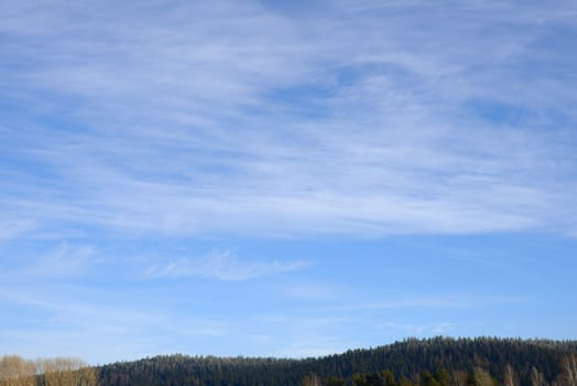 blue winter sky above the spruce forest