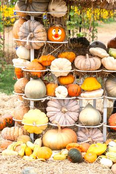 Pumpkins with different colours