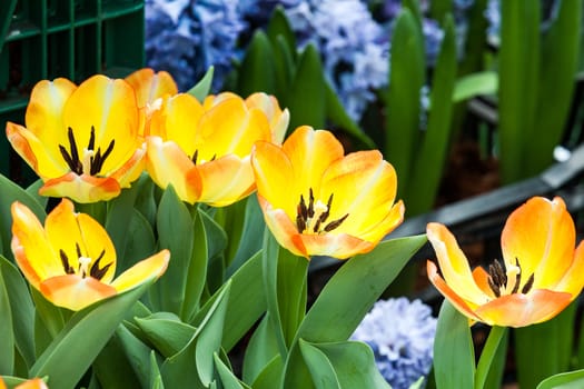 beautiful spring flowers in garden, Thailand.