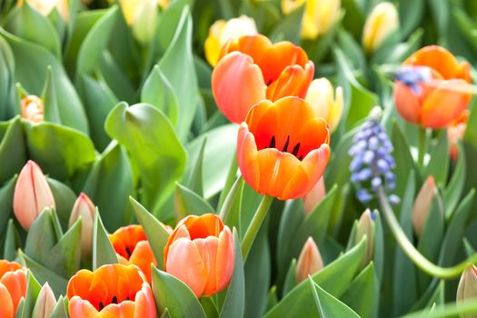 beautiful spring flowers in garden, Thailand.