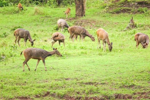 Deer herd in meadow scene at forest, Thailand.