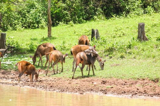 Deer herd in meadow scene at forest, Thailand.