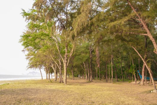 Pine tree branch at Petchaburi, Thailand.