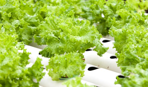 Hydroponic vegetable is planted in a garden.