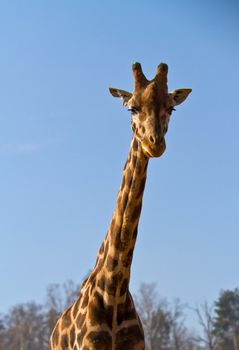 Funny giraffe's face