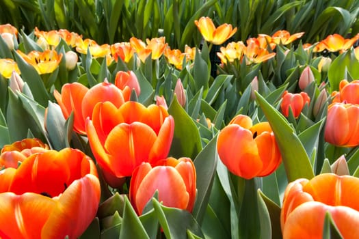 beautiful spring flowers in garden, Thailand.