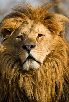 profile of a relaxed African lion staring in the zoo