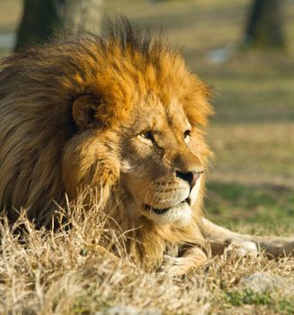 profile of a relaxed African lion staring in the zoo