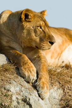 Lioness  lying on the rocks
