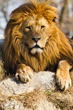 profile of a relaxed African lion staring in the zoo