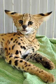 The serval is a medium sized cat. It is a strong yet slender animal, with long legs and a fairly short tail. 