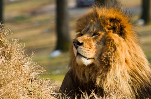 profile of a relaxed African lion staring in the zoo