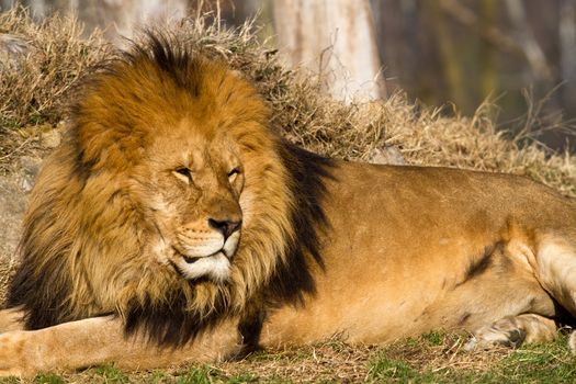 profile of a relaxed African lion staring in the zoo