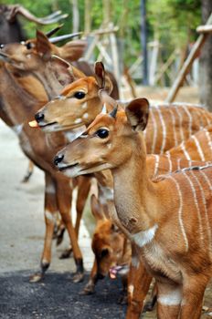 The Nyala is a Southern African antelope. It is a spiral-horned dense-forest antelope that is uncomfortable in open spaces and is most often seen at water holes. 