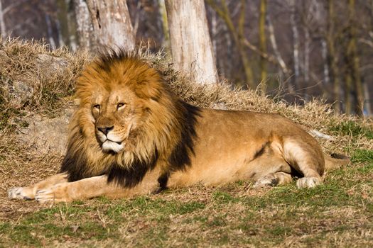 profile of a relaxed African lion staring in the zoo