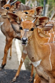 The Nyala is a Southern African antelope. It is a spiral-horned dense-forest antelope that is uncomfortable in open spaces and is most often seen at water holes. 