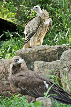 The Cinereous Vulture is believed to be the largest bird of prey in the world. The Himalayan Griffon Vulture is even larger than the European Griffon Vulture. 