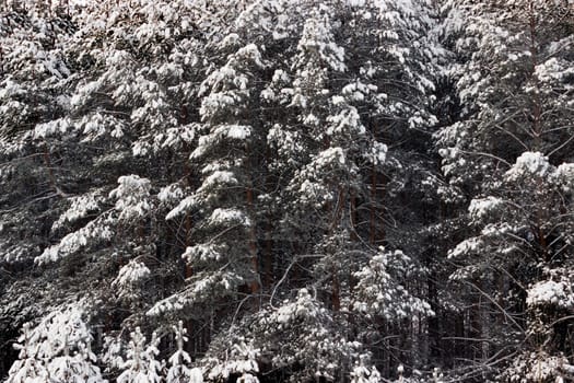 Natural background. Snowy pine forest in January