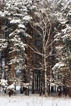 Natural background. Snowy winter forest in January