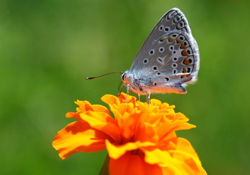 butterfly (lycaenidae) sitting on flower (marigold)