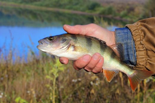 bass in the hand of fisherman against the river
