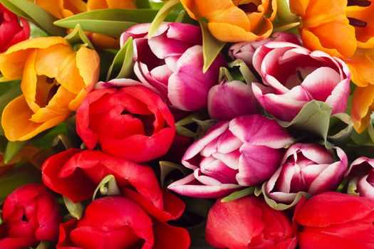 Closeup of tulips