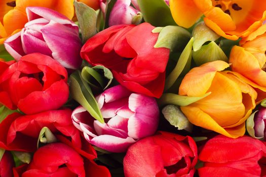 Closeup of tulips