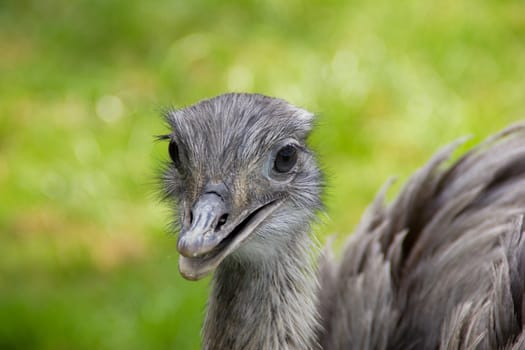 Rhea americana
