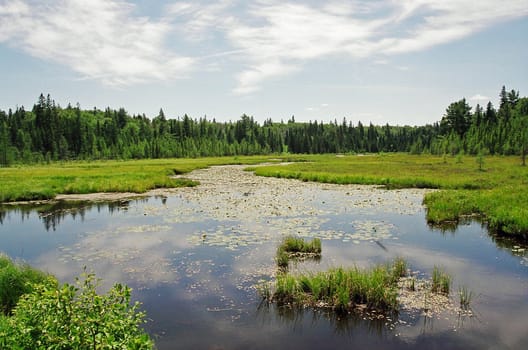 Sunny day on the forest lake in Algonquin Park. Lost Joe Lake