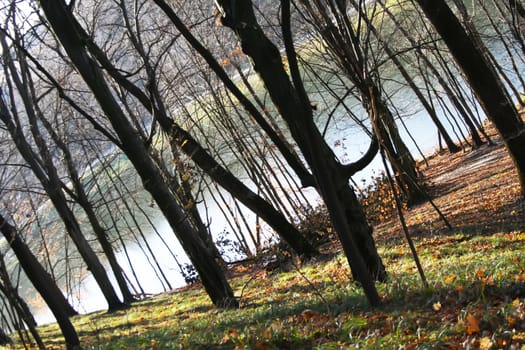 Autumn forest with golden leaves diagonal view